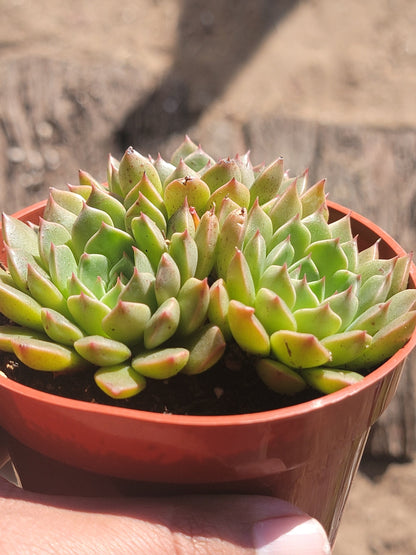 Echeveria 'Ben Badis' 'Kernii'