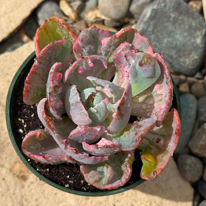 DesertScapeSucculent Succulent 4 Inch Echeveria 'Beyonce'
