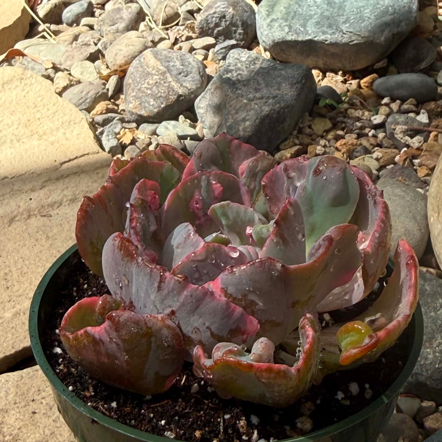 DesertScapeSucculent Succulent 4 Inch Echeveria 'Beyonce'