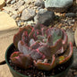 DesertScapeSucculent Succulent 4 Inch Echeveria 'Beyonce'