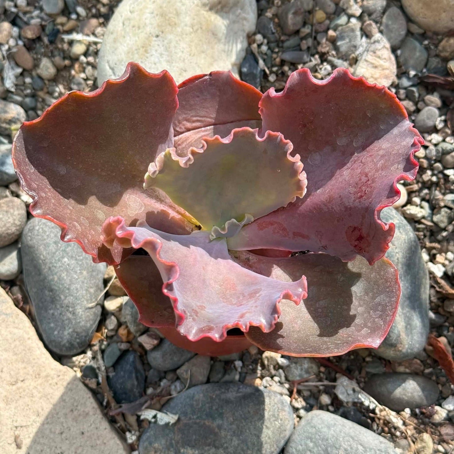 DesertScapeSucculent Succulent 4 Inch Echeveria 'Bittersweet'
