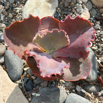 DesertScapeSucculent Succulent 4 Inch Echeveria 'Bittersweet'