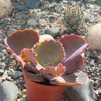 DesertScapeSucculent Succulent 4 Inch Echeveria 'Bittersweet'