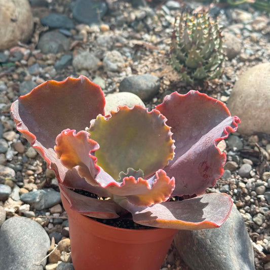 DesertScapeSucculent Succulent 4 Inch Echeveria 'Bittersweet'