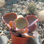 DesertScapeSucculent Succulent 4 Inch Echeveria 'Bittersweet'