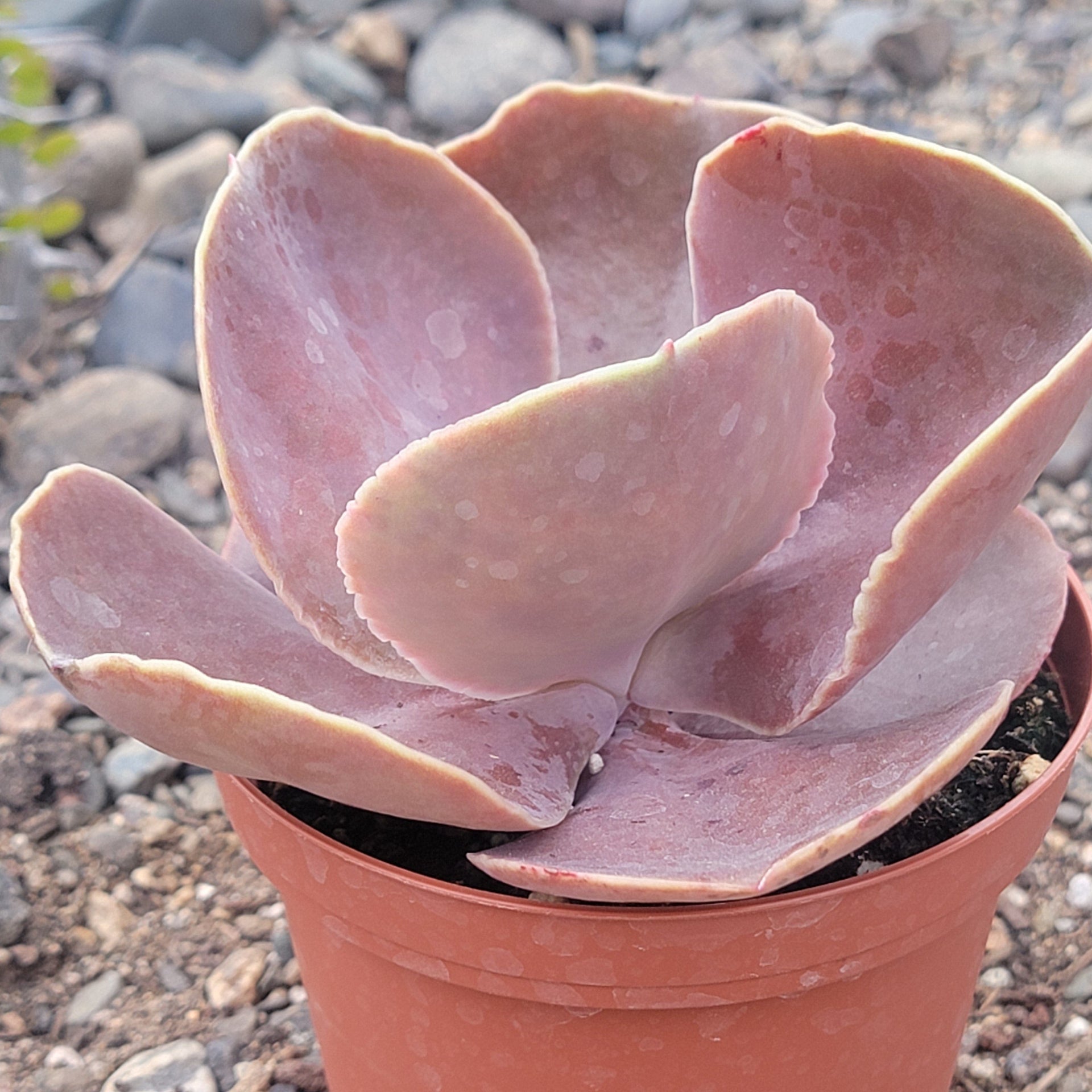 bittersweet succulent Echeveria 'Bittersweet'