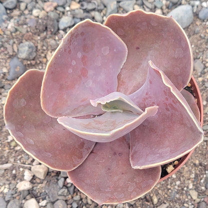 bittersweet succulent Echeveria 'Bittersweet' – DesertScapeSucculent