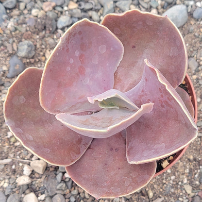 Echeveria 'Agridulce'