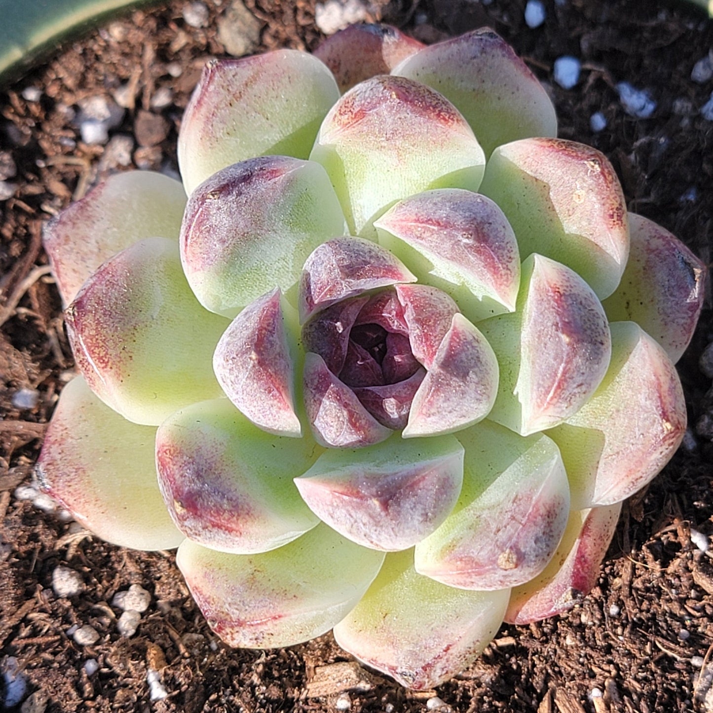 succulents that look like crystals Echeveria 'Black Crystal' – DesertScapeSucculent