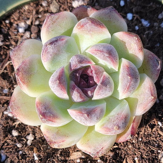 Echeveria 'Black Crystal'