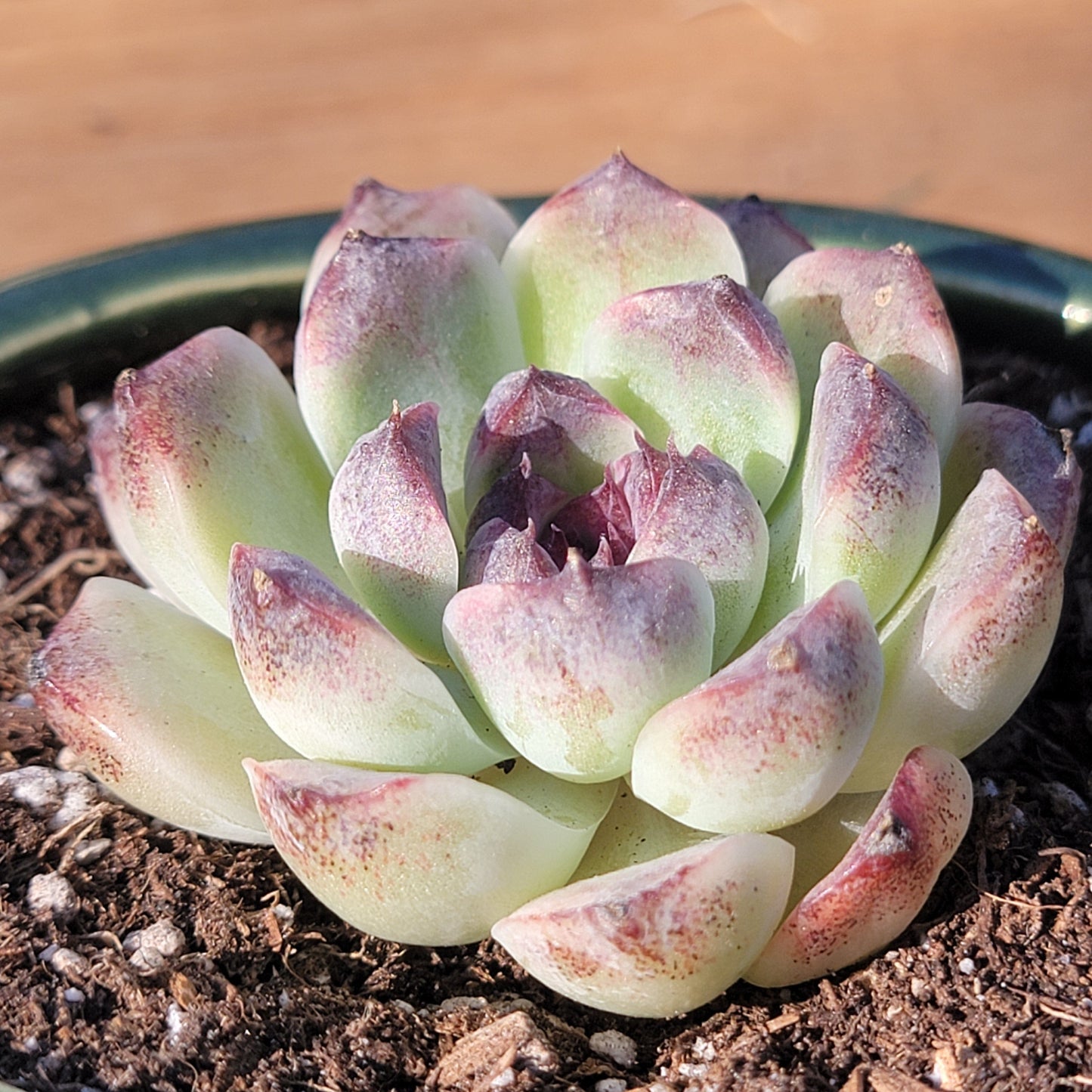 Echeveria 'Black Crystal'