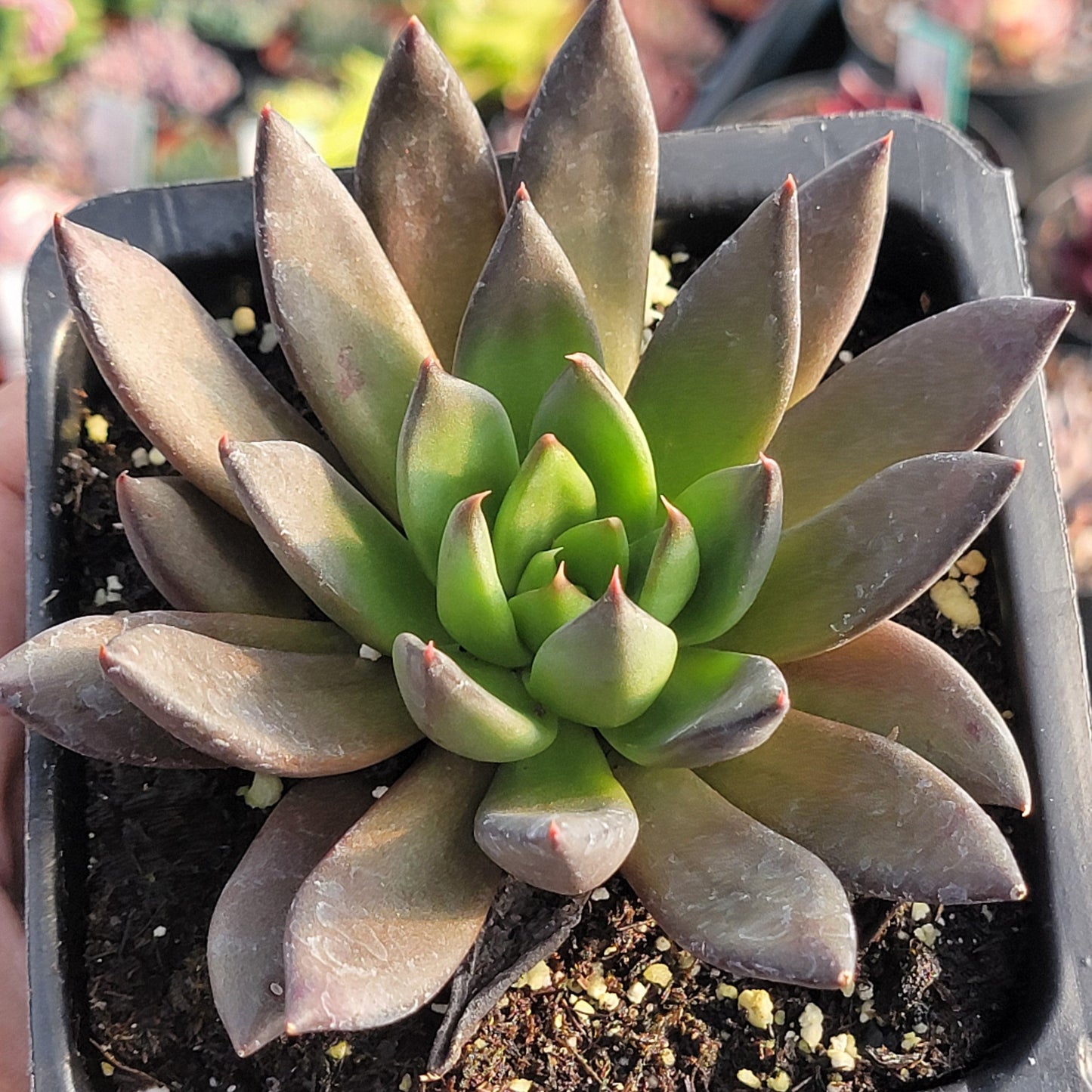 Echeveria 'Black Knight'