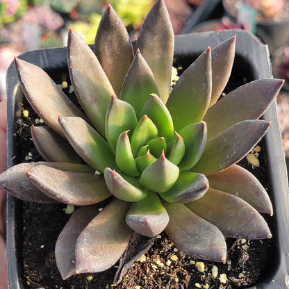 Echeveria 'Chevalier Noir'