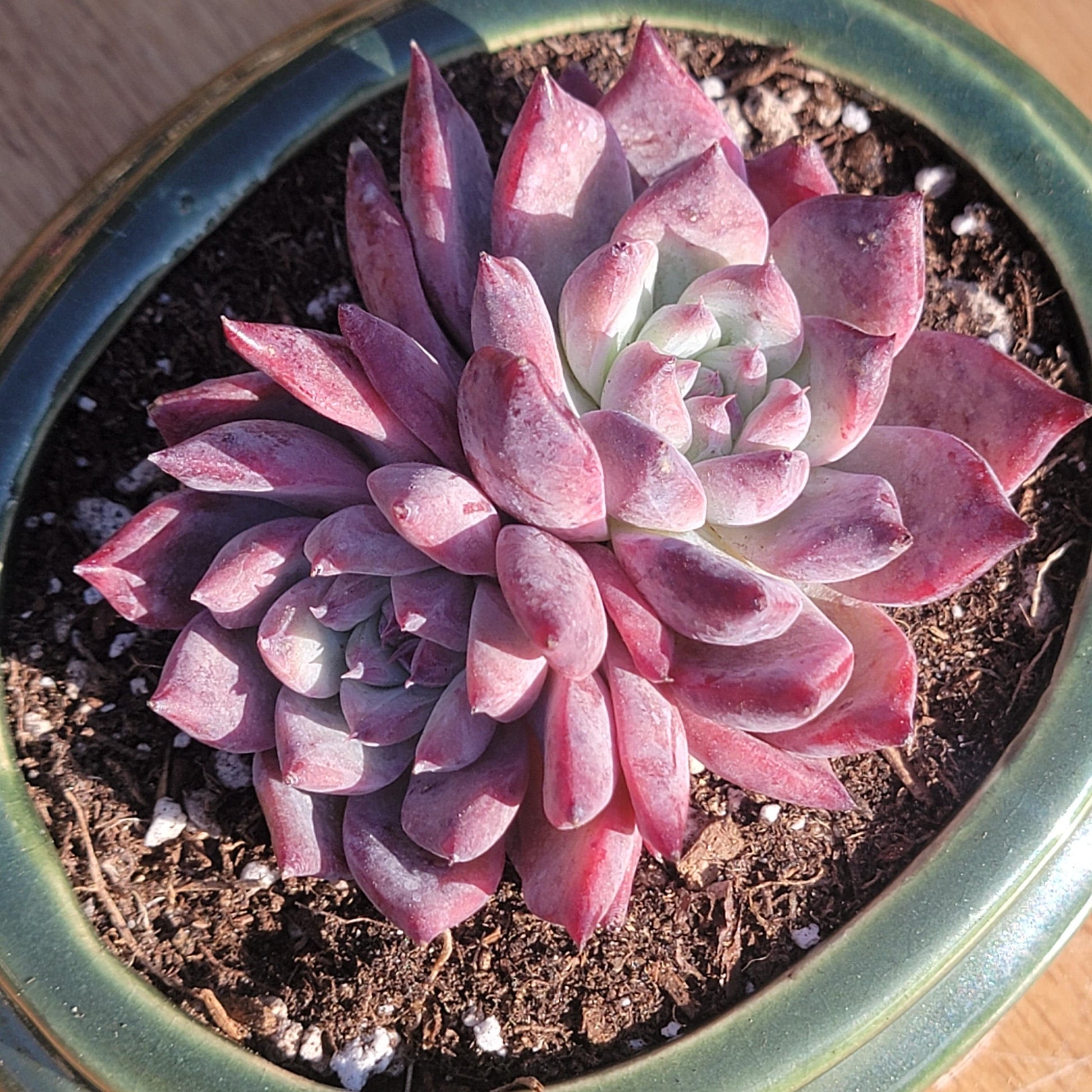 black and pink succulent Echeveria 'Black Latam'