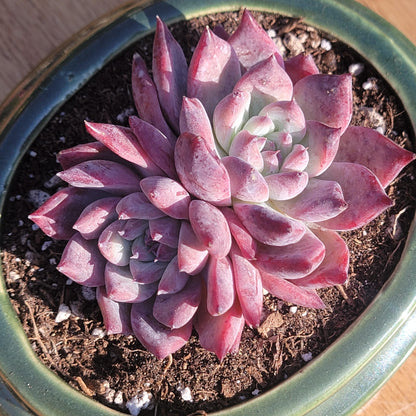 Echeveria 'Black Latam'