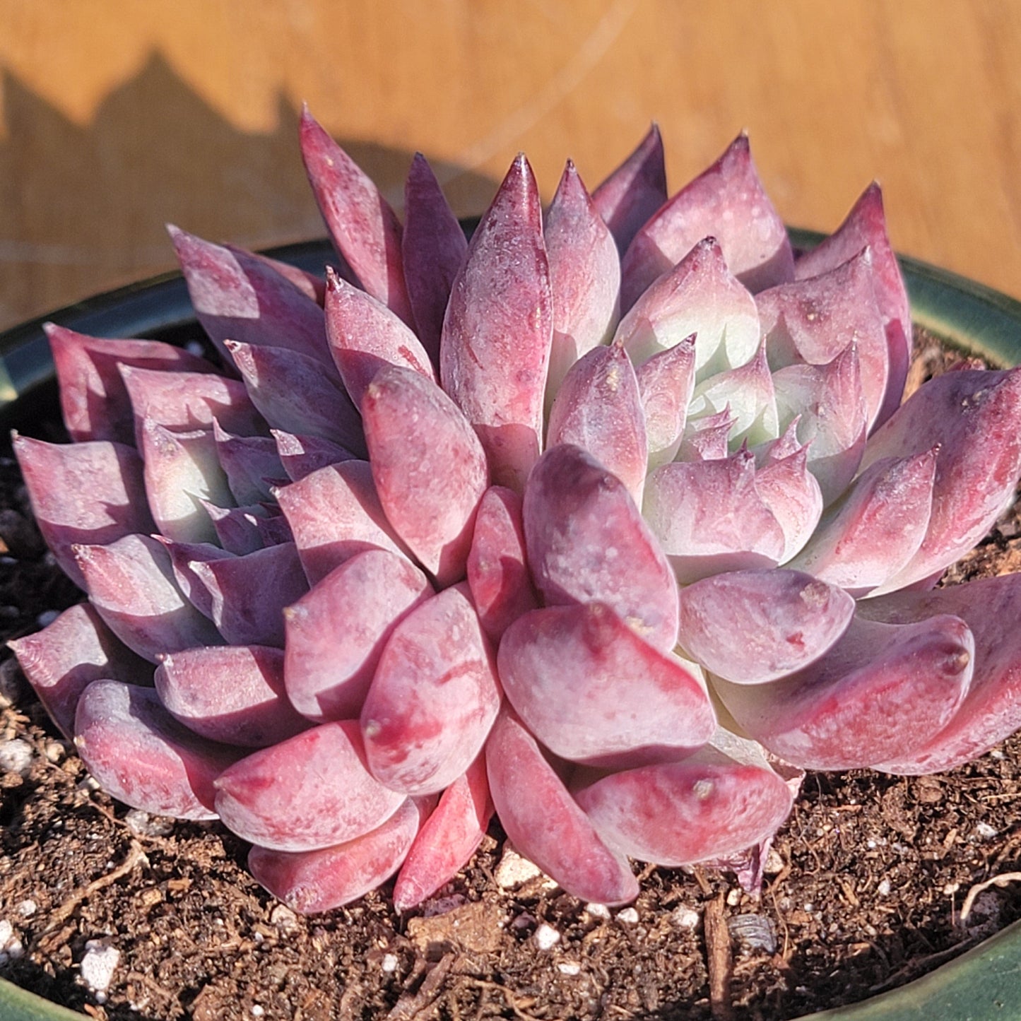 DesertScapeSucculent Succulent 4" Cluster Assorted Echeveria 'Black Latam'