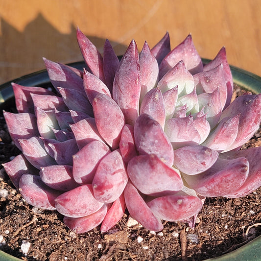 Echeveria 'Black Latam'