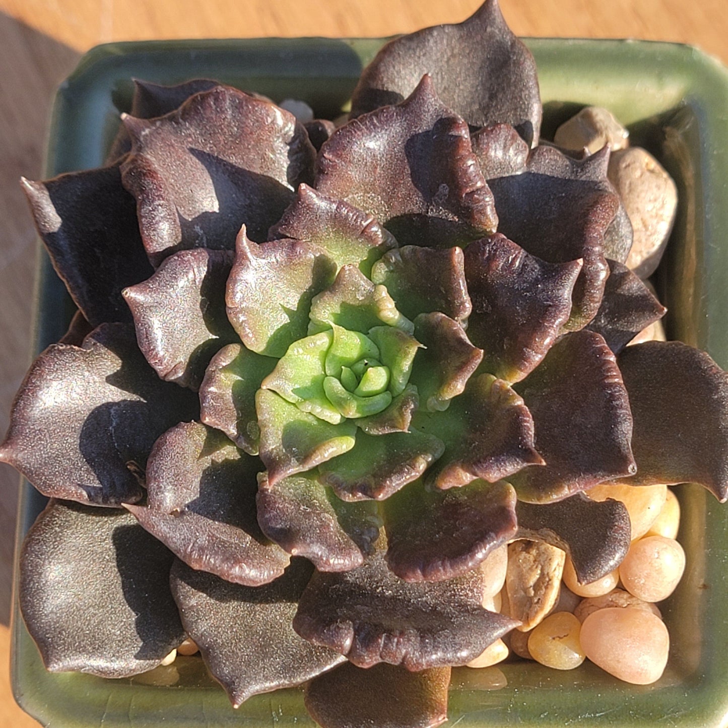 variegated black prince succulent Echeveria 'Black Madiba' – DesertScapeSucculent