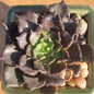 Echeveria 'Black Madiba' - 4 Inch Assorted - Succulent - DesertScapeSucculent