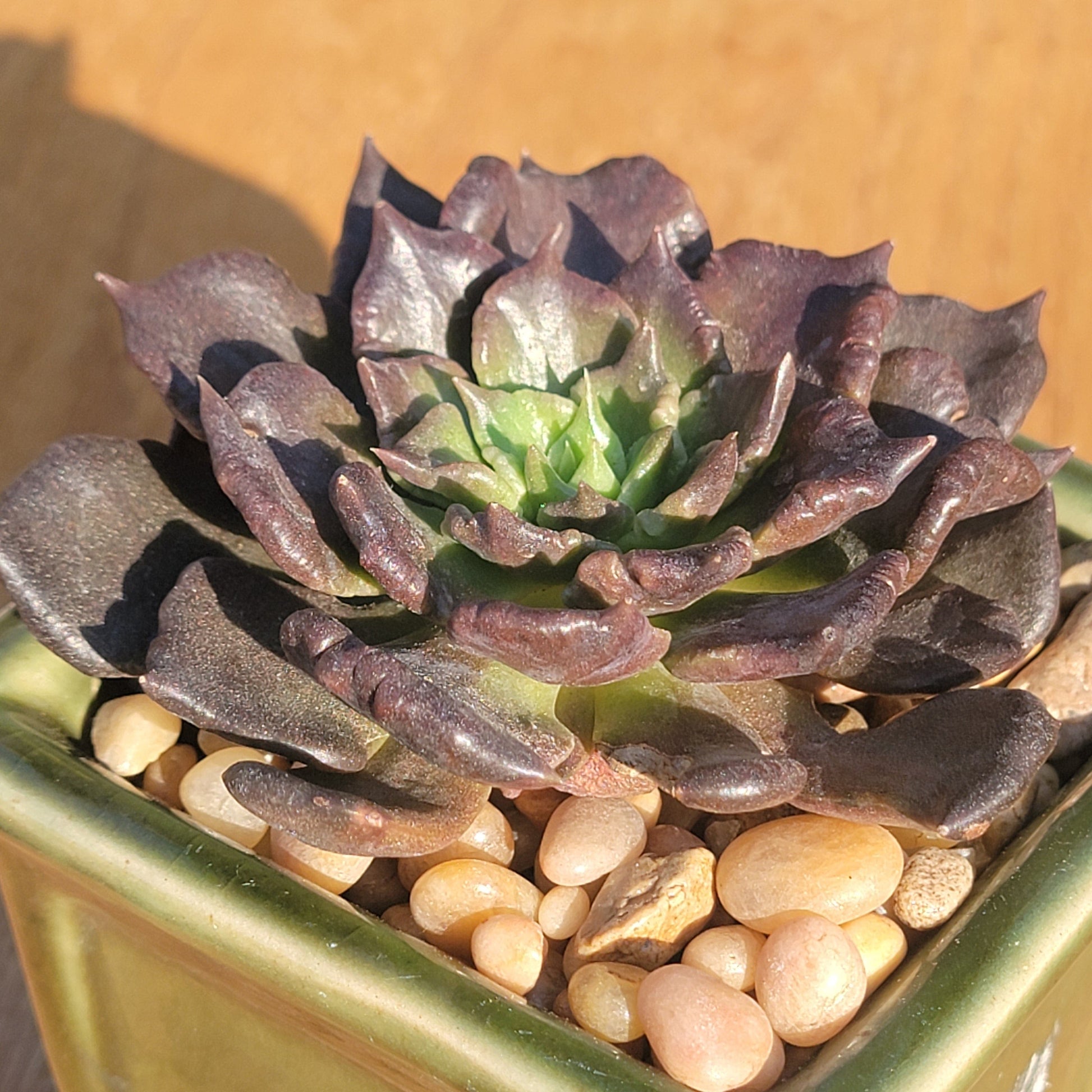madiba succulent Echeveria 'Black Madiba'