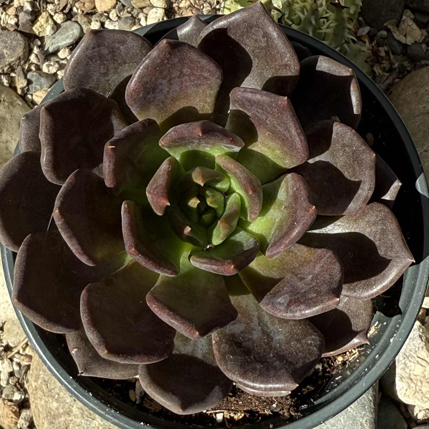 Echeveria 'Black Prince' - 4 Inch Assorted - Succulent - DesertScapeSucculent