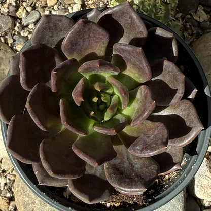 Echeveria 'Black Prince' - 4 Inch Assorted - Succulent - DesertScapeSucculent