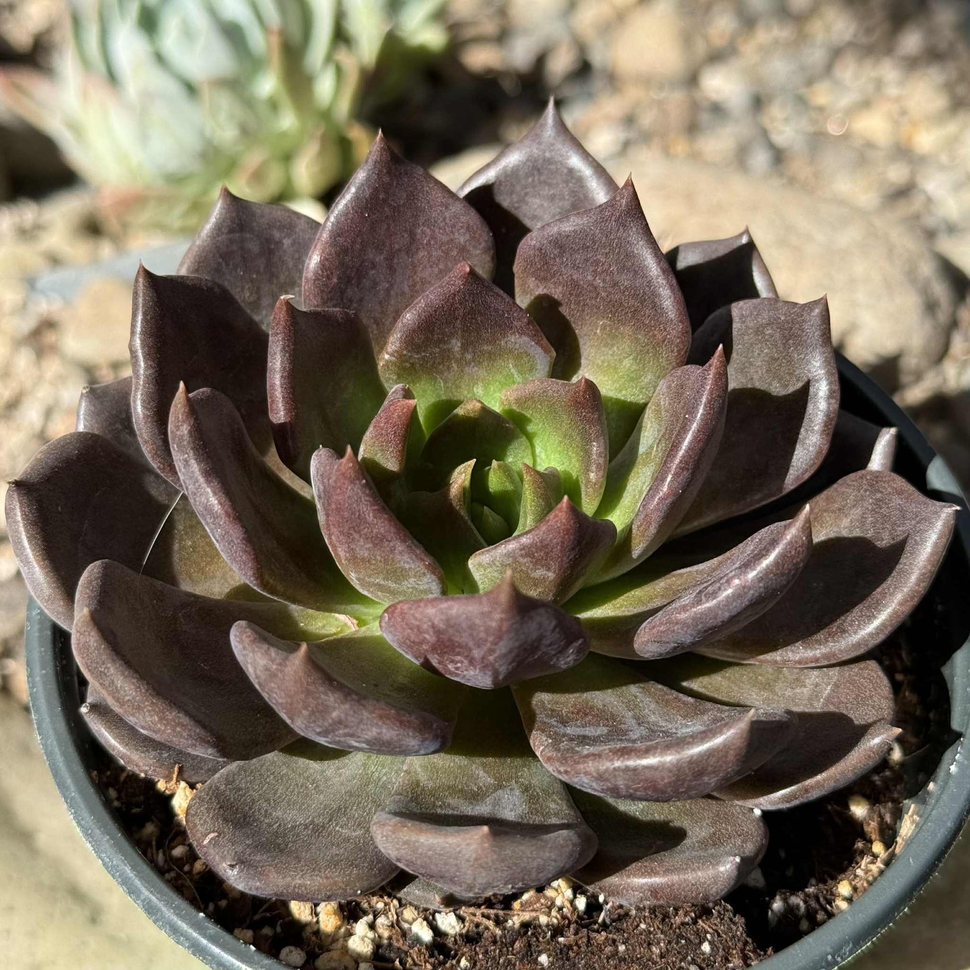 Echeveria 'Black Prince' - 4 Inch Assorted - Succulent - DesertScapeSucculent