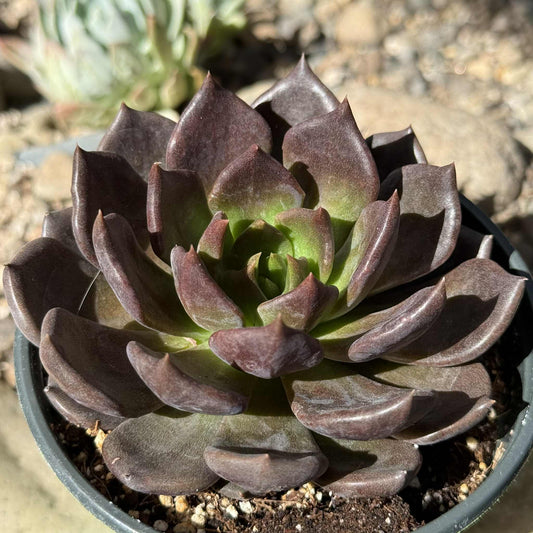 Echeveria 'Black Prince' - 4 Inch Assorted - Succulent - DesertScapeSucculent