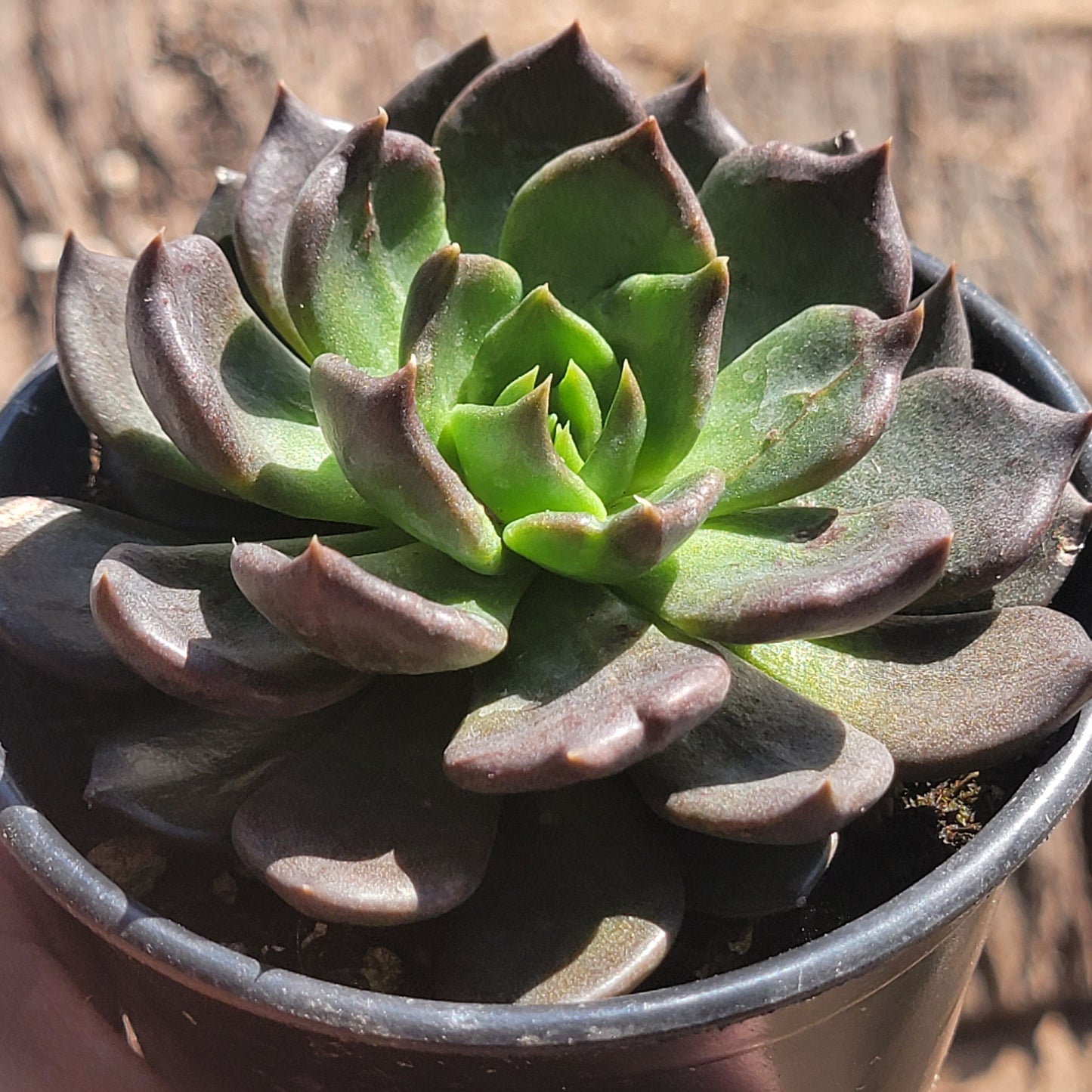 DesertScapeSucculent Succulent 4" Assorted Echeveria 'Black Prince'