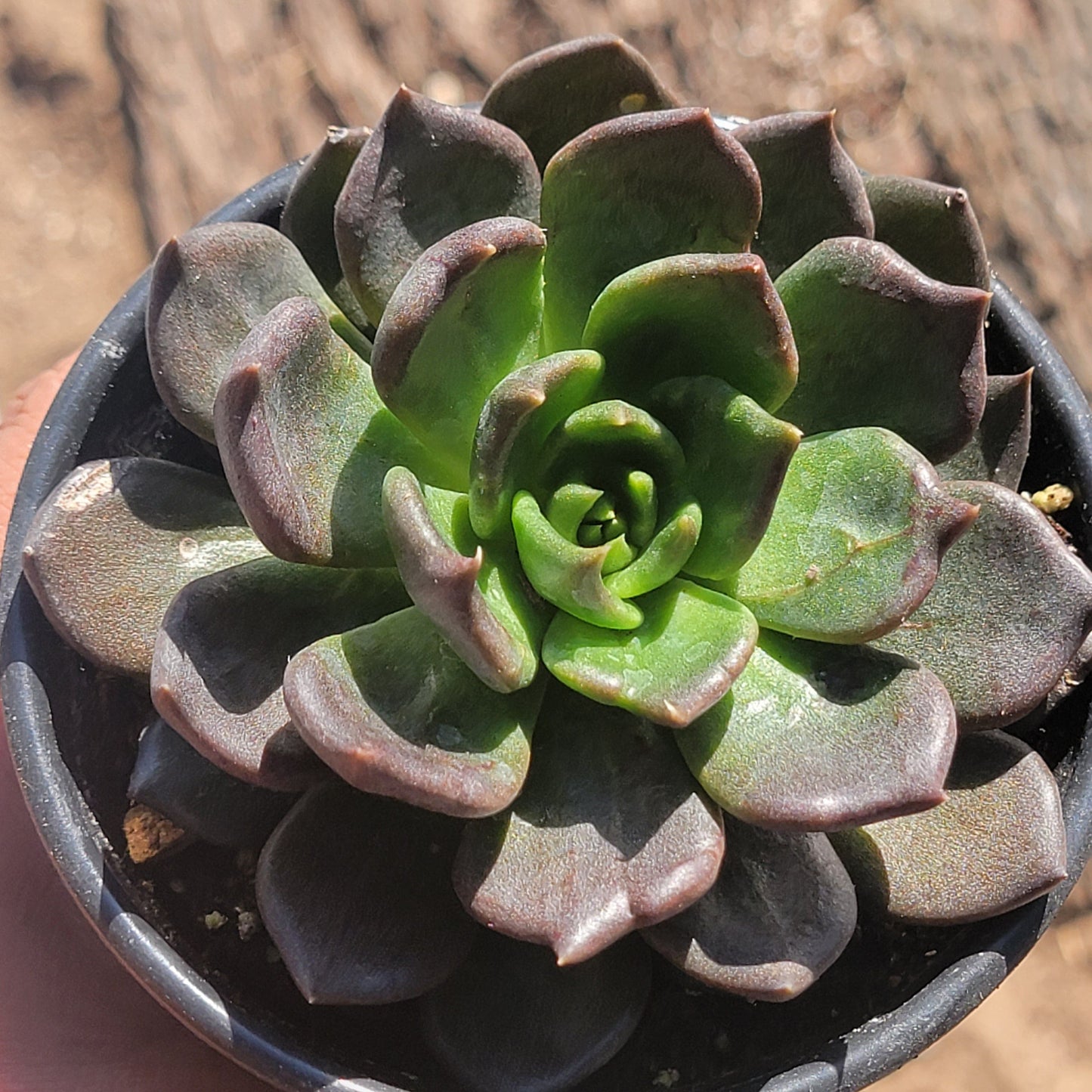 Echeveria 'Black Prince'