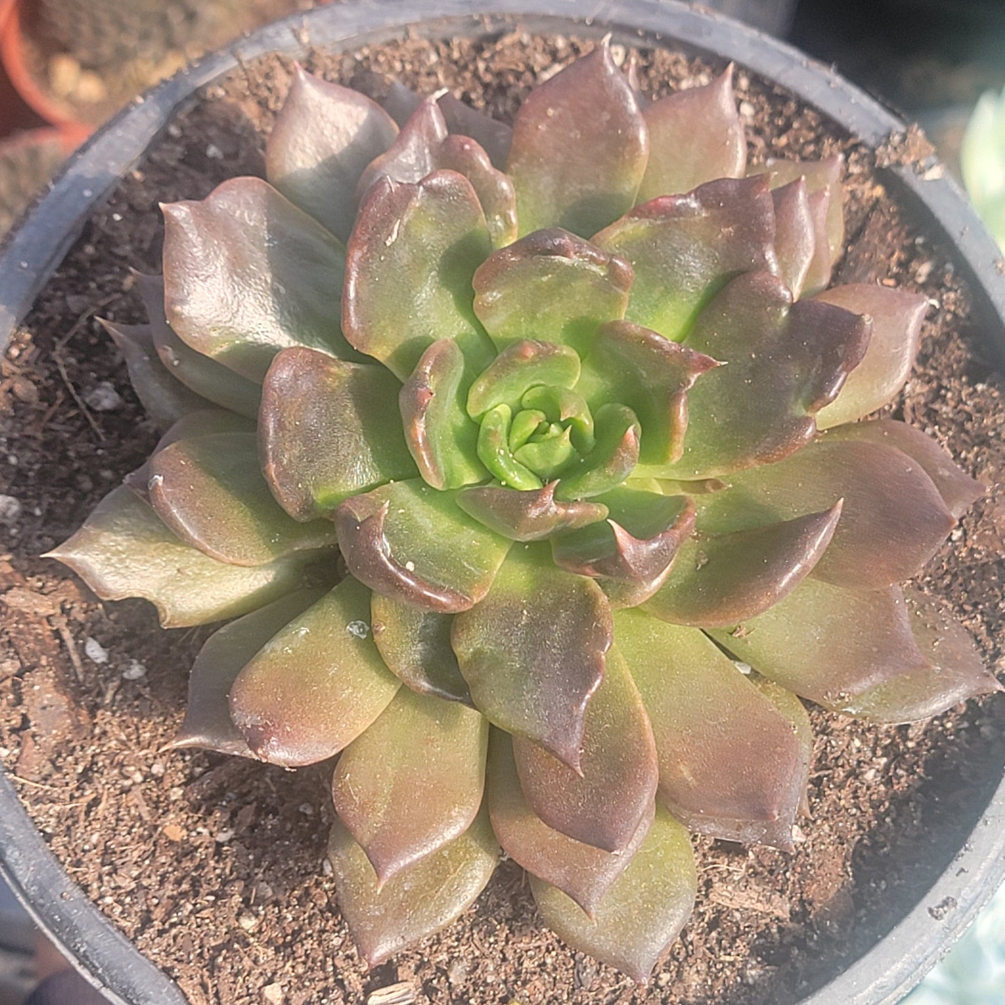 DesertScapeSucculent Succulent 6" Assorted Echeveria 'Black Prince'