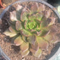 Echeveria 'Black Prince' - 6 Inch Assorted - Succulent - DesertScapeSucculent