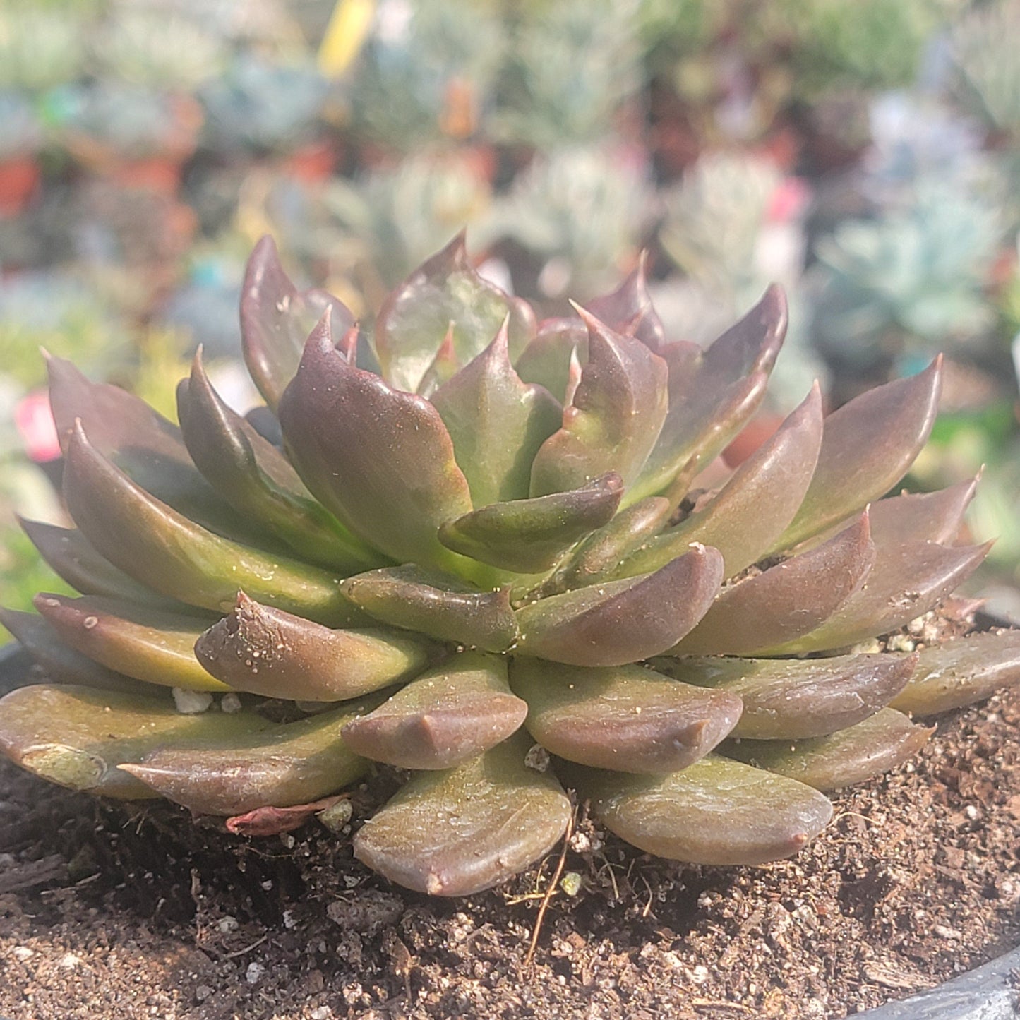 DesertScapeSucculent Succulent Echeveria 'Black Prince'