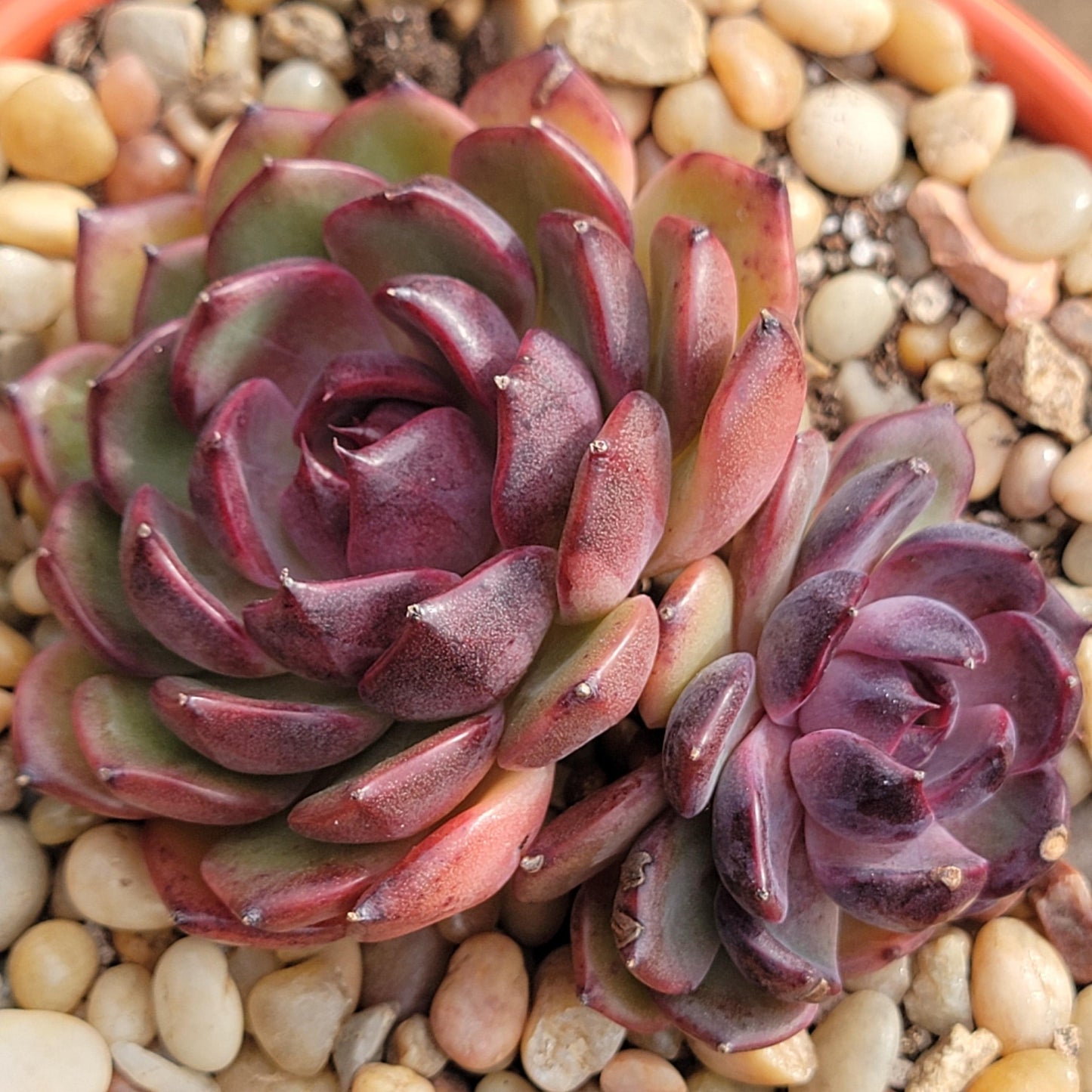 rose queen succulent Echeveria 'Black Queen' – DesertScapeSucculent