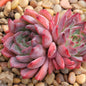 Echeveria 'Black Swan' - 4 Inch Double Assorted - Succulent - DesertScapeSucculent