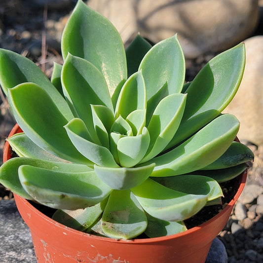 DesertScapeSucculent Succulent 4" Assorted Echeveria 'Blue Atoll'