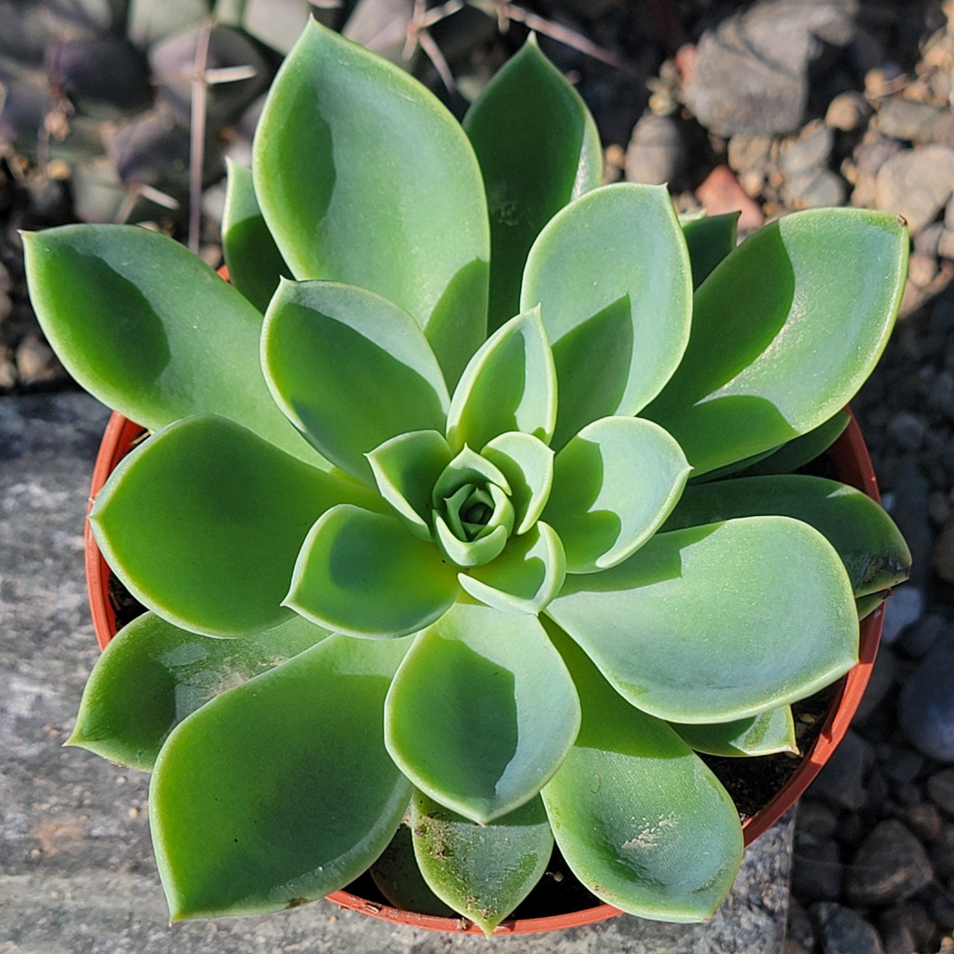 blue atoll succulent Echeveria 'Blue Atoll'