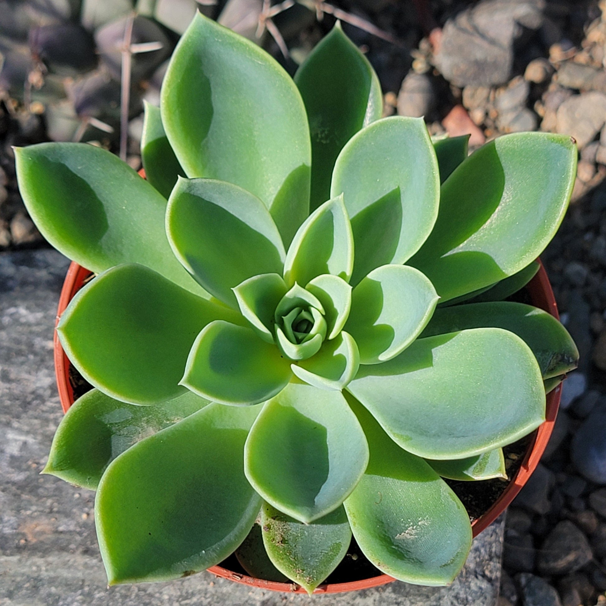 DesertScapeSucculent Succulent 4" Assorted Echeveria 'Blue Atoll'