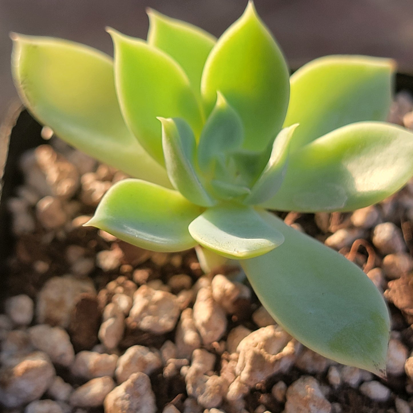 Echeveria 'Atolón Azul'