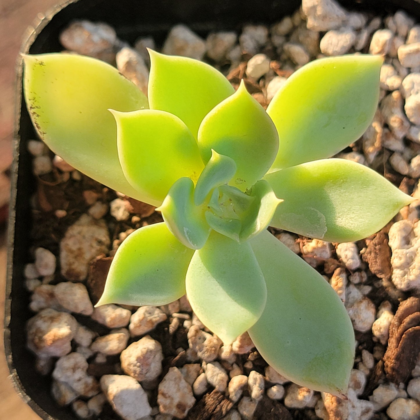 Echeveria 'Atolón Azul'