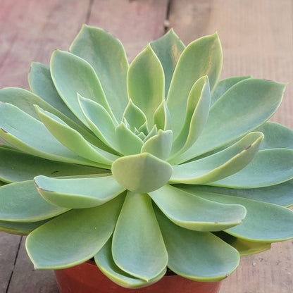 Echeveria 'Blue Atoll'