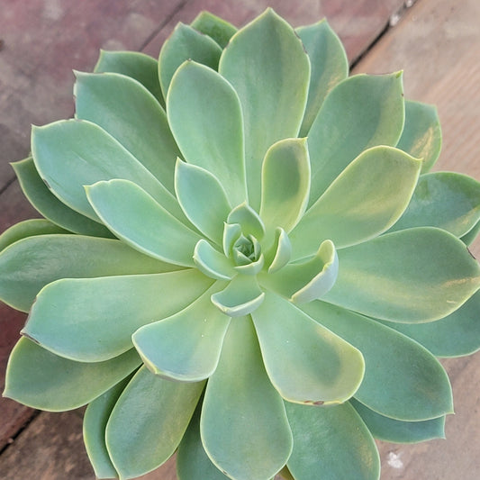 Echeveria 'Blue Atoll'