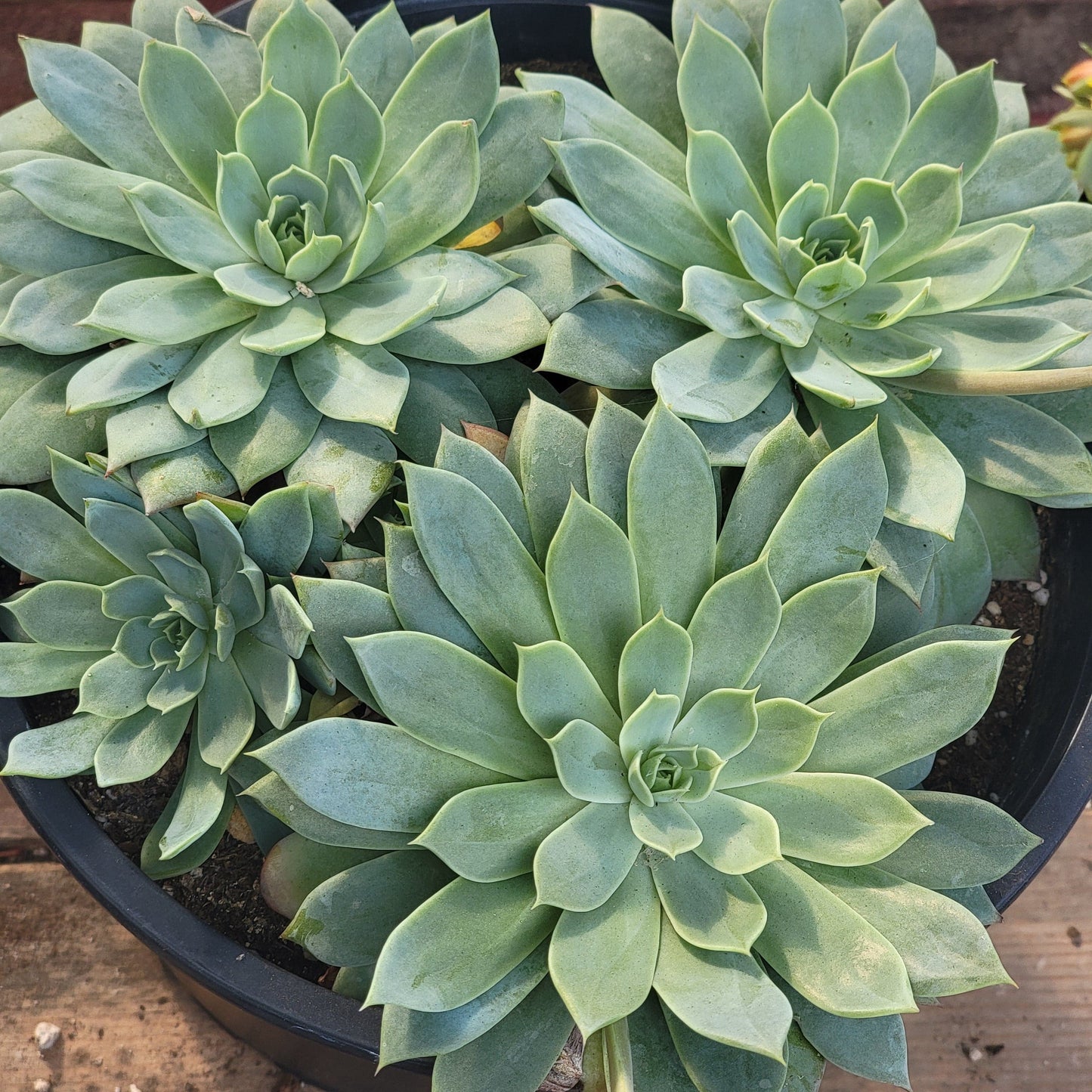 Echeveria 'Atolón Azul'