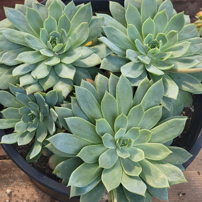 Echeveria 'Blue Atoll'