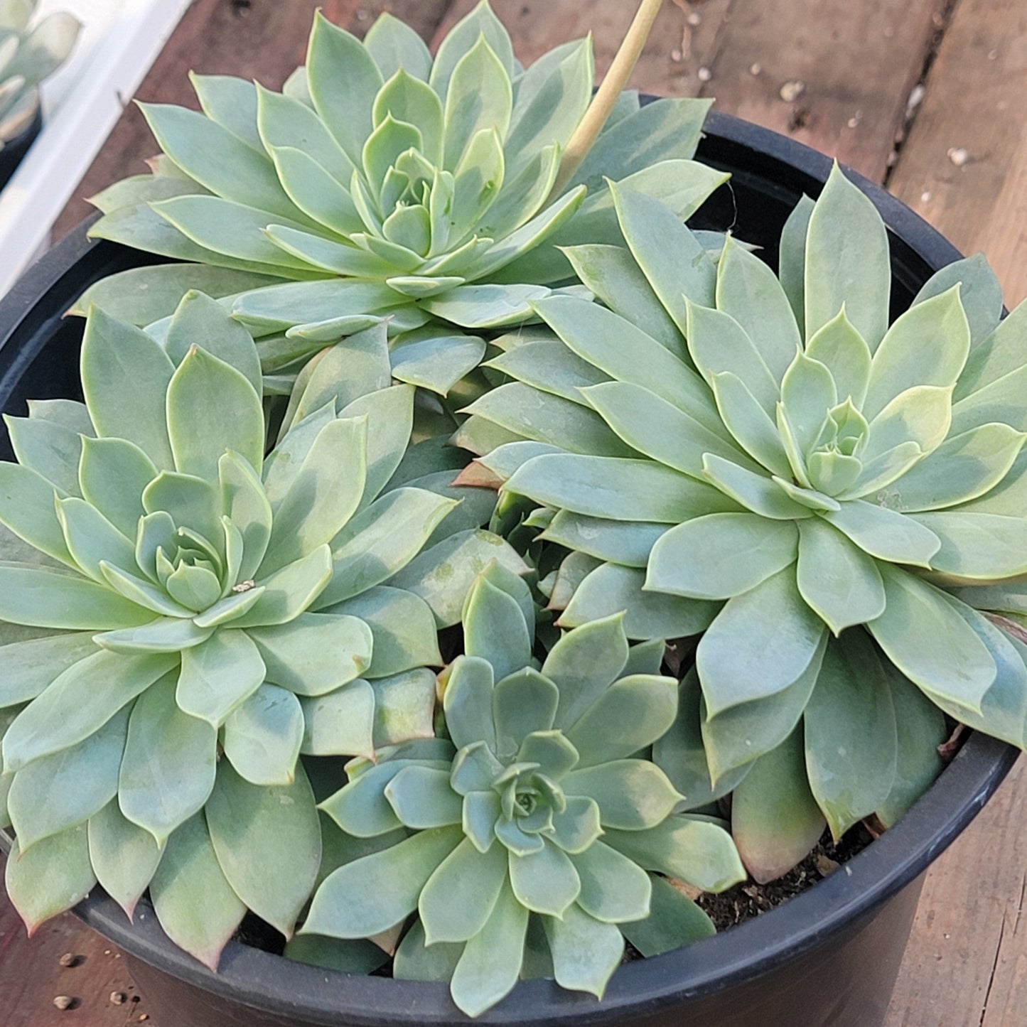 Echeveria 'Atolón Azul'