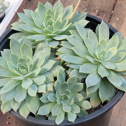 Echeveria 'Blue Atoll'