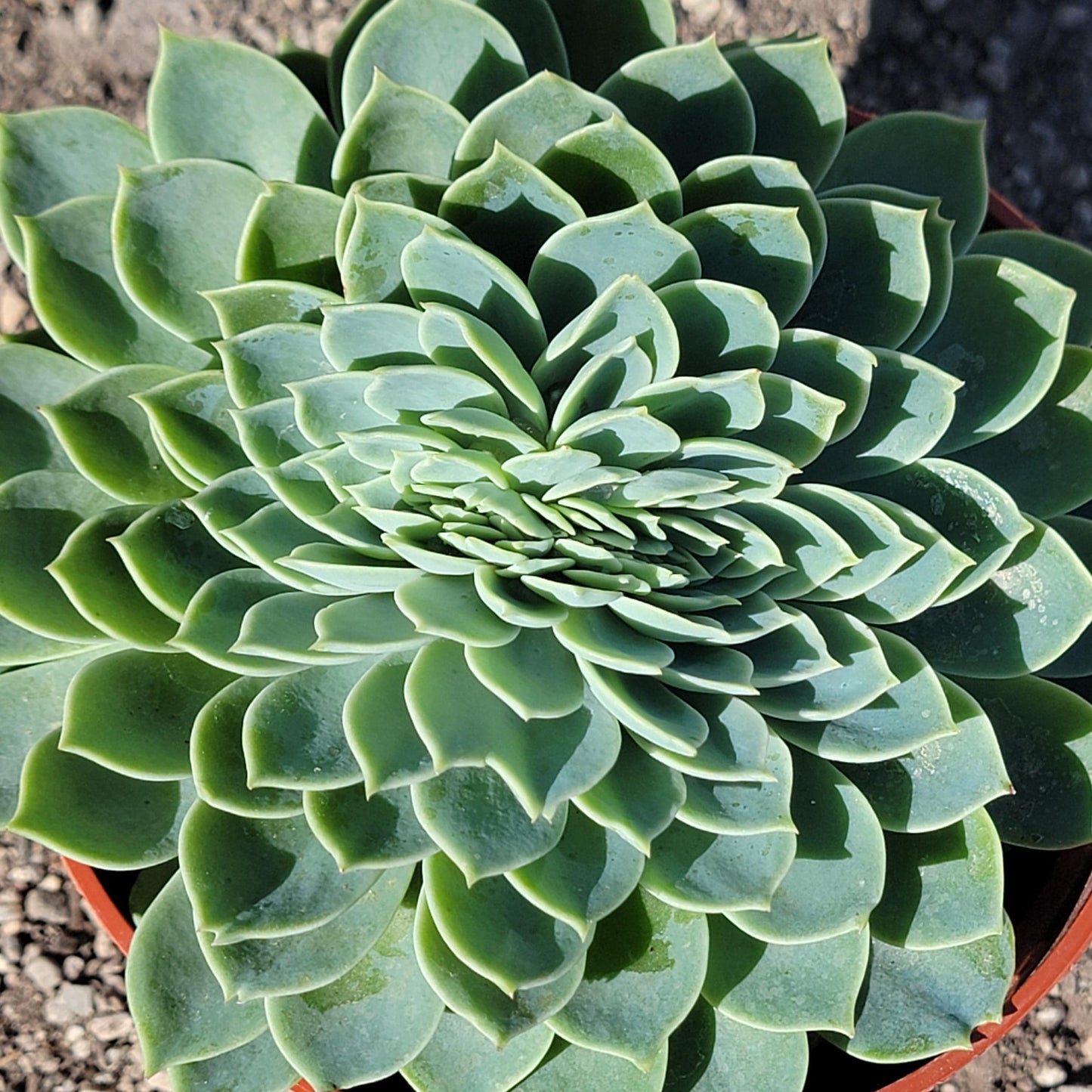 Echeveria 'Atolón Azul'