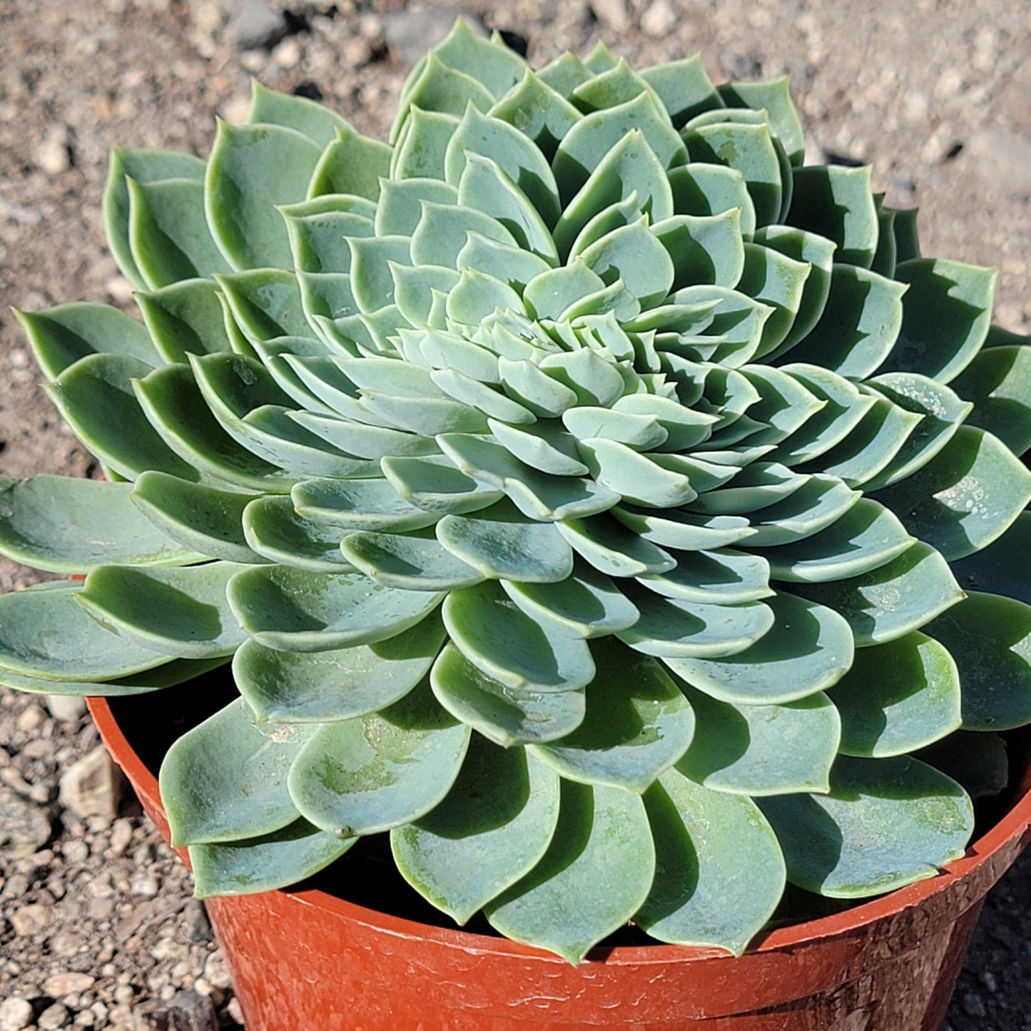 Echeveria 'Atolón Azul'