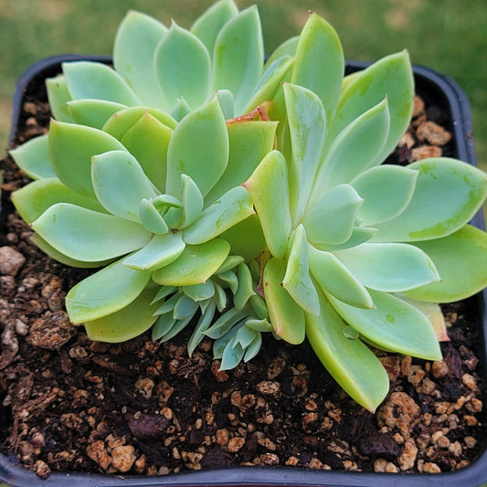 Echeveria 'Blue Atoll' Cluster