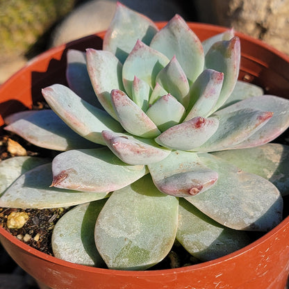 DesertScapeSucculent Succulent 4" Assorted Echeveria 'Blue Bird'